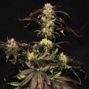 White Berry (Paradise Seeds) Feminiserede