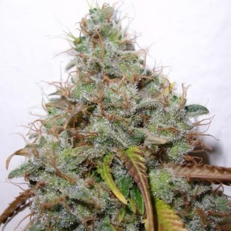 White Berry (Paradise Seeds) Feminiserede