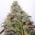 White Berry (Paradise Seeds) Feminiserede