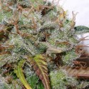 White Berry (Paradise Seeds) Feminiserede