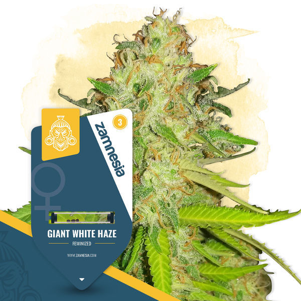 Giant White Haze (Zamnesia Seeds) Feminiserede