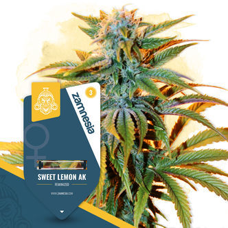 Sweet Lemon AK (Zamnesia Seeds) feminiserede cannabisfr&oslash;