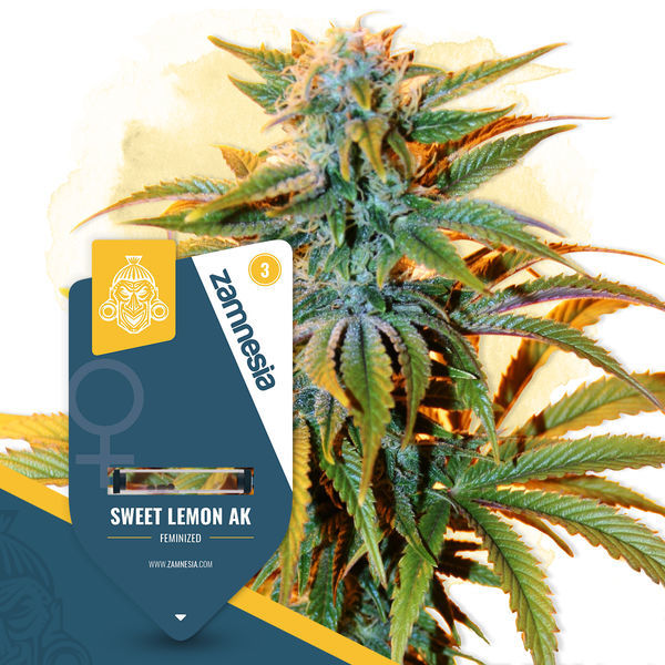 Sweet Lemon AK (Zamnesia Seeds) Feminiserede