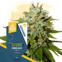 Choco Haze (Zamnesia Seeds) Feminiserede