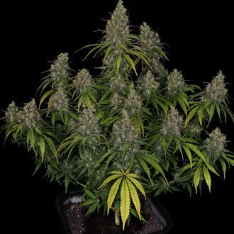 Choco Haze (Zamnesia Seeds) Feminiserede