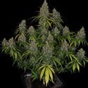 Choco Haze (Zamnesia Seeds) Feminiserede