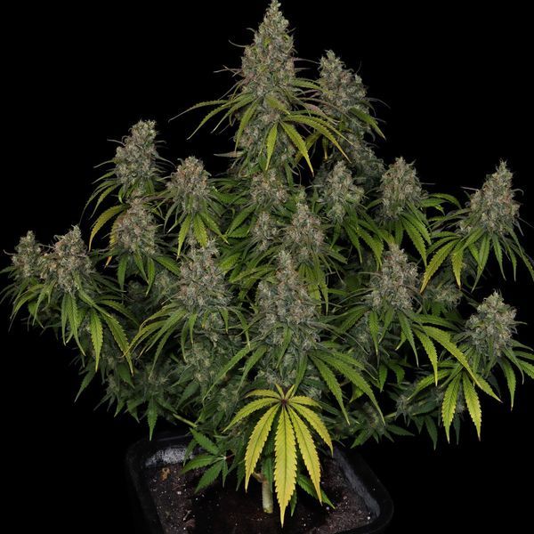 Choco Haze (Zamnesia Seeds) Feminiserede