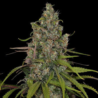 Choco Haze (Zamnesia Seeds) Feminiserede