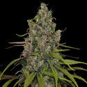 Choco Haze (Zamnesia Seeds) Feminiserede