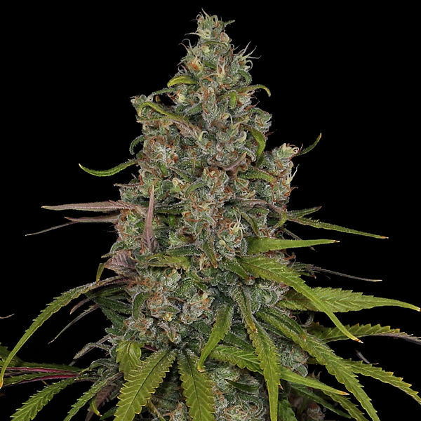 Choco Haze (Zamnesia Seeds) Feminiserede