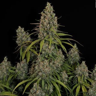 Choco Haze (Zamnesia Seeds) Feminiserede