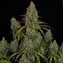 Choco Haze (Zamnesia Seeds) Feminiserede