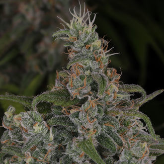 Choco Haze (Zamnesia Seeds) Feminiserede