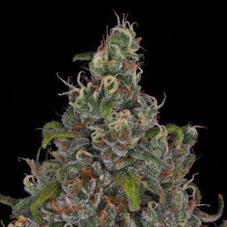 Choco Haze (Zamnesia Seeds) Feminiserede