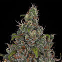 Choco Haze (Zamnesia Seeds) Feminiserede