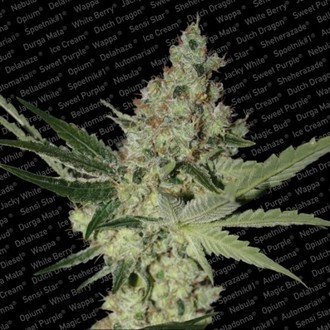 Acid (Paradise Seeds) Feminiserede