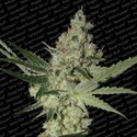 Acid (Paradise Seeds) Feminiserede
