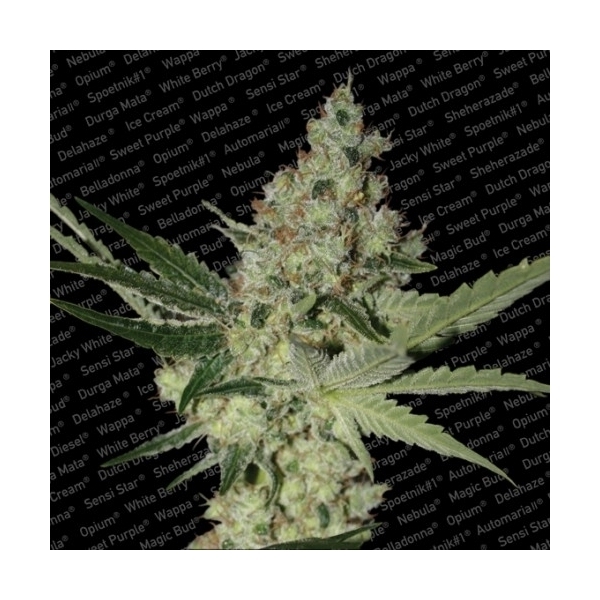 Acid (Paradise Seeds) Feminiserede