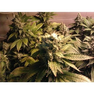 Acid (Paradise Seeds) Feminiserede