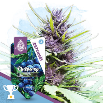 Blueberry Autoflower (Zamnesia Seeds) feminiserede cannabisfr&oslash;
