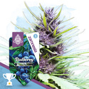 Blueberry Autoflower (Zamnesia Seeds) Feminiserede