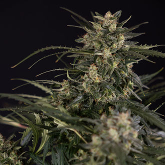 Northern Lights Autoflower (Zamnesia Seeds) Feminiserede