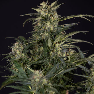 Northern Lights Autoflower (Zamnesia Seeds) Feminiserede