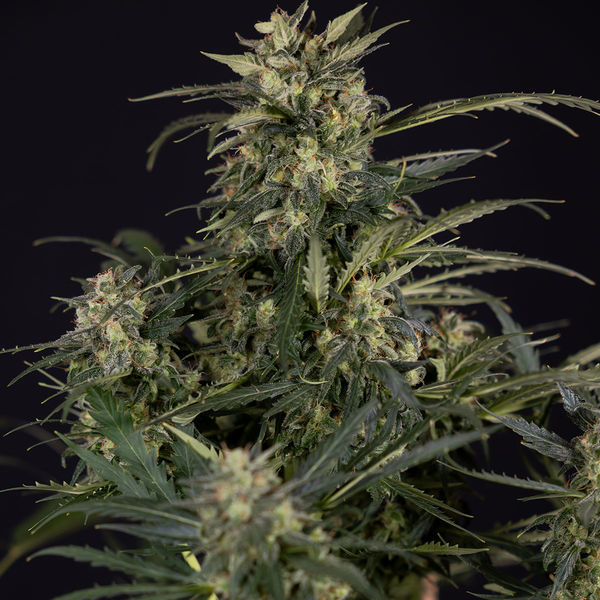 Northern Lights Autoflower (Zamnesia Seeds) Feminiserede