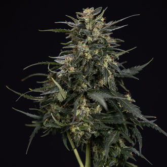 Northern Lights Autoflower (Zamnesia Seeds) Feminiserede