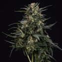 Northern Lights Autoflower (Zamnesia Seeds) Feminiserede