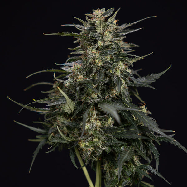 Northern Lights Autoflower (Zamnesia Seeds) Feminiserede