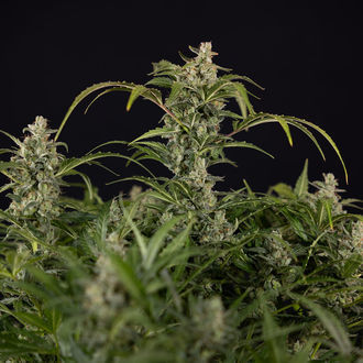 Northern Lights Autoflower (Zamnesia Seeds) Feminiserede