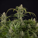 Northern Lights Autoflower (Zamnesia Seeds) Feminiserede
