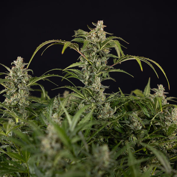 Northern Lights Autoflower (Zamnesia Seeds) Feminiserede
