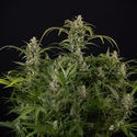 Northern Lights Autoflower (Zamnesia Seeds) Feminiserede