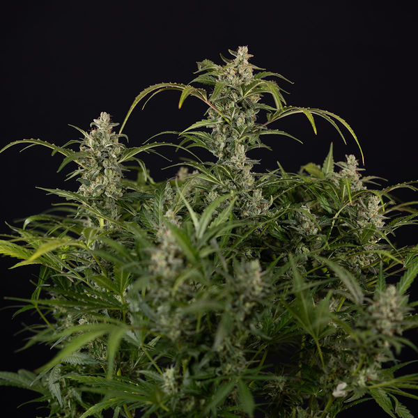 Northern Lights Autoflower (Zamnesia Seeds) Feminiserede