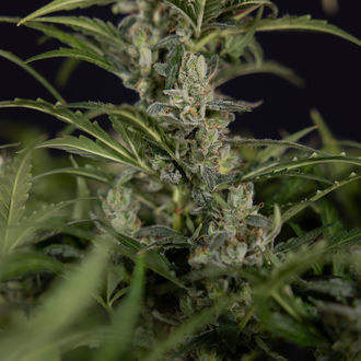 Northern Lights Autoflower (Zamnesia Seeds) Feminiserede