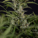 Northern Lights Autoflower (Zamnesia Seeds) Feminiserede