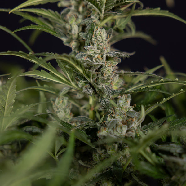 Northern Lights Autoflower (Zamnesia Seeds) Feminiserede