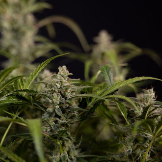 Northern Lights Autoflower (Zamnesia Seeds) Feminiserede