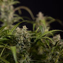Northern Lights Autoflower (Zamnesia Seeds) Feminiserede