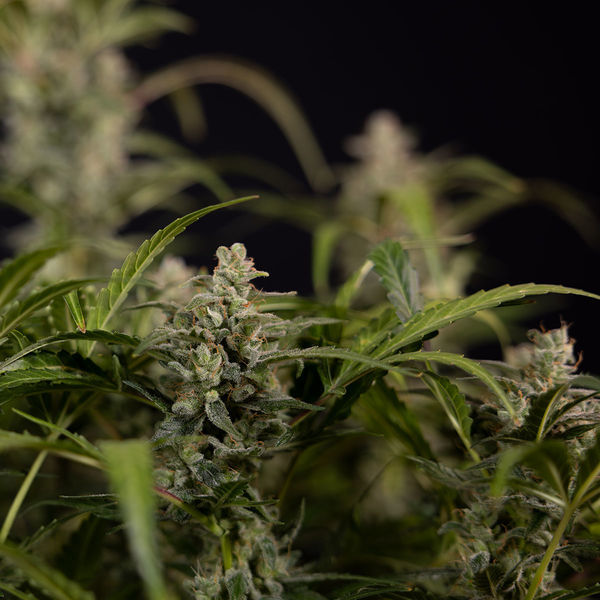 Northern Lights Autoflower (Zamnesia Seeds) Feminiserede