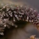 Northern Lights Autoflower (Zamnesia Seeds) Feminiserede