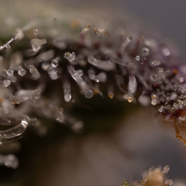 Northern Lights Autoflower (Zamnesia Seeds) Feminiserede