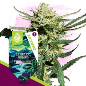 Northern Lights Autoflower (Zamnesia Seeds) feminiserede