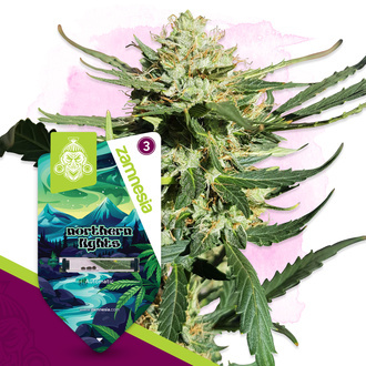 Northern Lights Autoflower (Zamnesia Seeds) Feminiserede