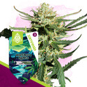 Northern Lights Autoflower (Zamnesia Seeds) Feminiserede