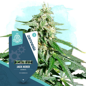 Jack Herer Automatic (Zamnesia Seeds) feminiserede