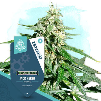 Jack Herer Autoflower (Zamnesia Seeds) Feminiserede