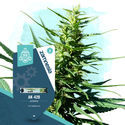 AK-420 Autoflower (Zamnesia Seeds) Feminiserede